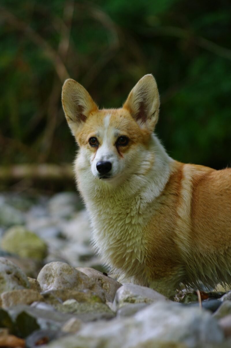 Welsh Corgi Pembroke à la rivière