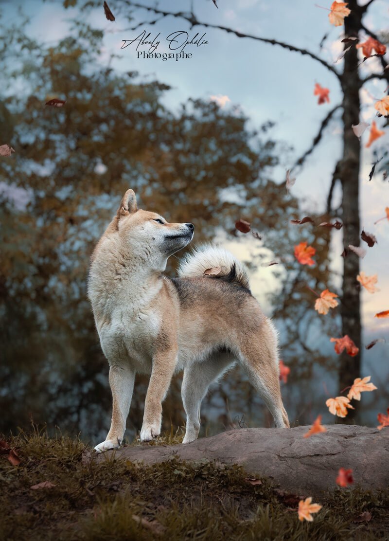 Shiba Inu en automne