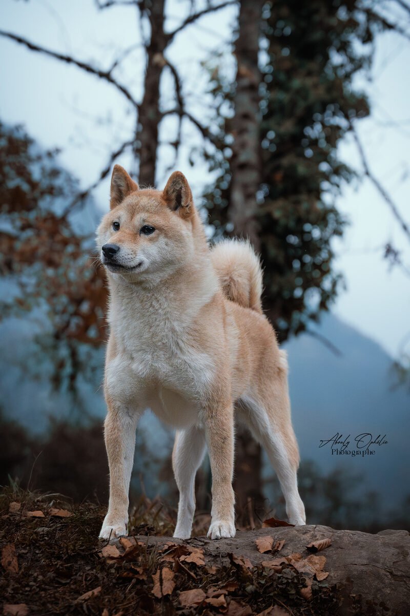Portrait Shiba Inu